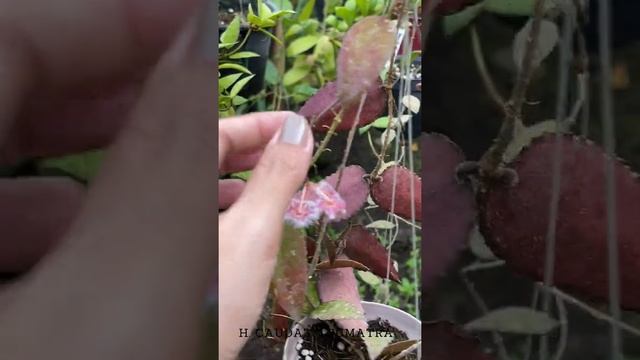 Plants: Hoya Caudata Sumatra