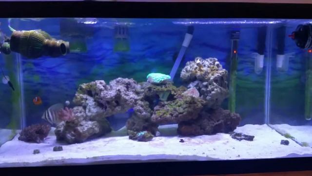 Saltwater Tank Cooling смотреть онлайн