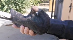 Мелитопольские голуби. Об охотниках и не только.