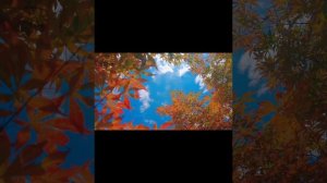 Песня Михаил Круг «Ярославская» исполнение:М4 Михаил,Ваня Сычев.