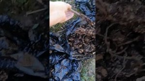 Честные отзывы: как доходят саженцы от Гарденмарт