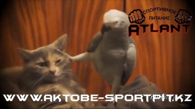 Немного юмора смотреть онлайн