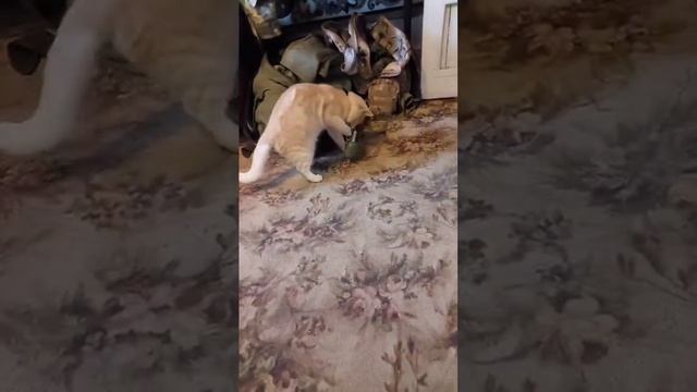 Почему женщины живут дольше смотреть онлайн