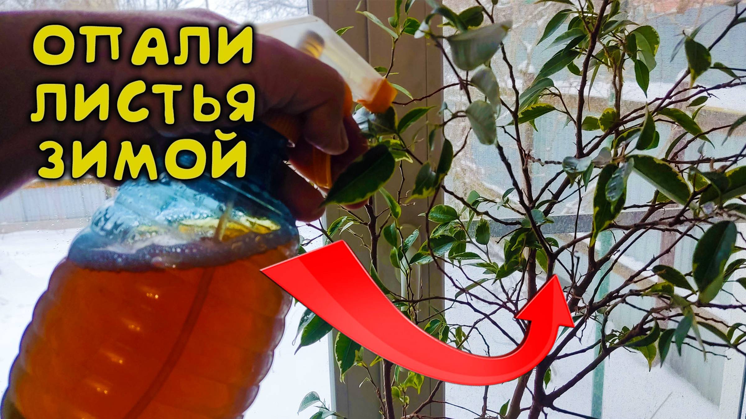 ⚡ ВОТ ЧТО Я ДЕЛАЮ, ЕСЛИ ЛИСТЬЯ ЖЕЛТЕЮТ И ОСЫПАЮТСЯ 🍂 НА КОМНАТНЫХ РАСТЕНИЯХ ЗИМОЙ 🌺 смотреть онлайн