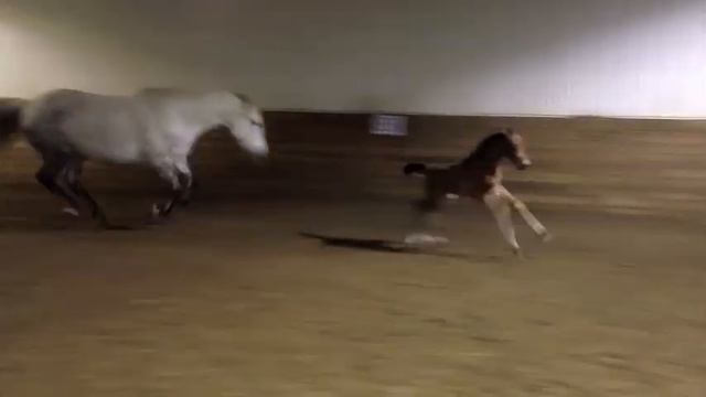 Bella Paquita - 2012 Azteca Foal смотреть онлайн