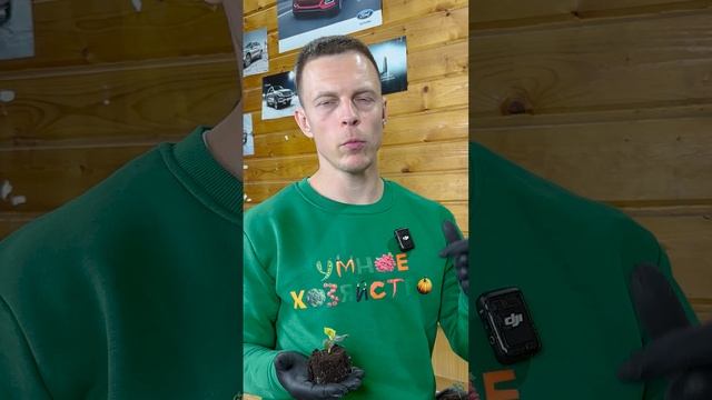 ЛИСТЬЯ РАССАДЫ СКРЮЧИЛИСЬ смотреть онлайн