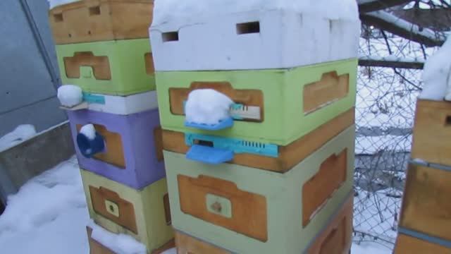 14.12.2024 - малоформатные ульи с разной пчелиной ячейкой при зимовке на воле в Подмосковье смотреть онлайн