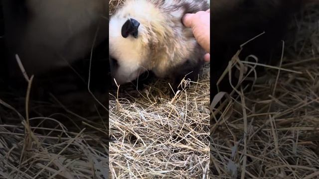 Opie the Opossum getting loves #share #possum #cute #baby #sweet #follow #viral #2023 #animal #love смотреть онлайн
