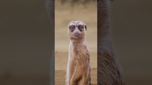 Типичный спидранер)))