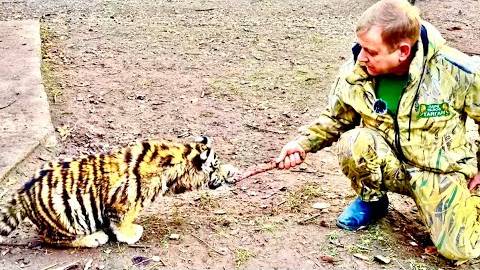 Это УДИВИТЕЛЬНО! Один из этих тигрят будет сниматься в фильме об ЛЕНИНГРАДСКОМ ЗООПАРКЕ в годы ВОВ ! смотреть онлайн