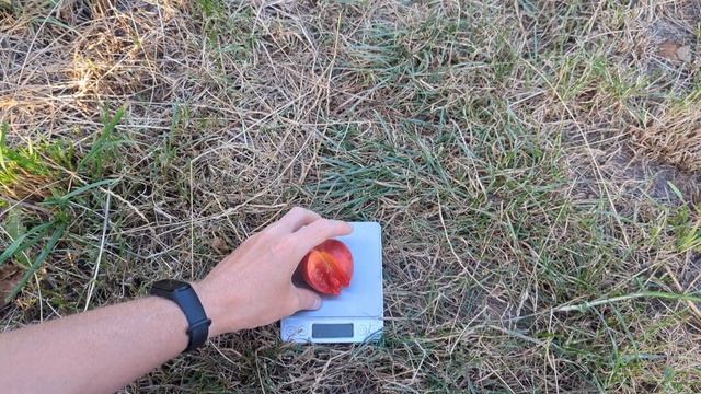 бірікокколо сусінкокко і гігант смотреть онлайн