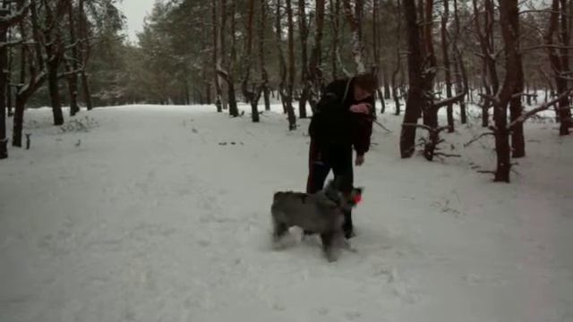 Видио зимой с собаками на прогулке 2 смотреть онлайн