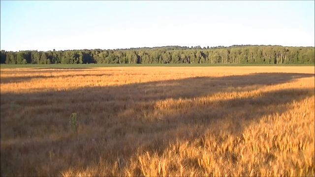 Barn in a Wheat Field in Ontario смотреть онлайн