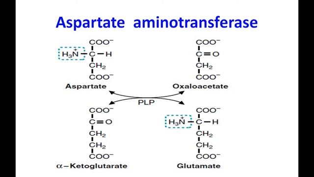 Metabolism of Proteins#2# II Catabolism of amino acidsII Dr. Tejas Shah смотреть онлайн