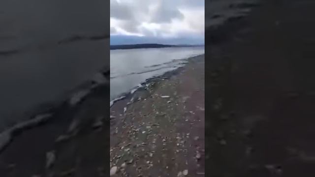 Золотодобытчики траванули Амур ! Нецензурная лексика , осторожно ! смотреть онлайн