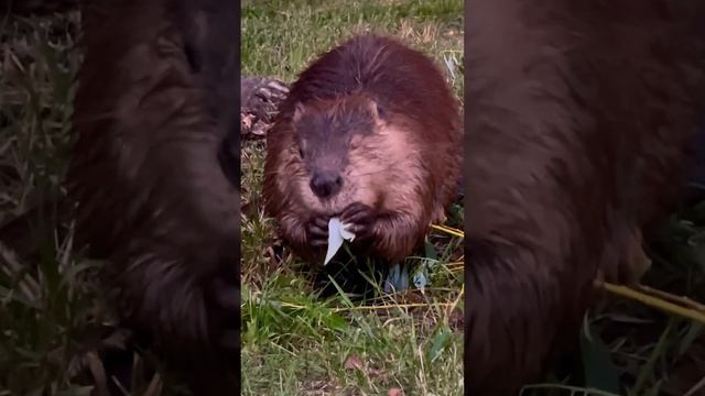 Бобер точит ветки с листьями. Бобрище большое и голодное🦫 a fat beaver chews branches with leaves смотреть онлайн