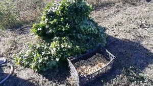 Я вырастила арахис в Краснодарском крае! УРА! Кубань