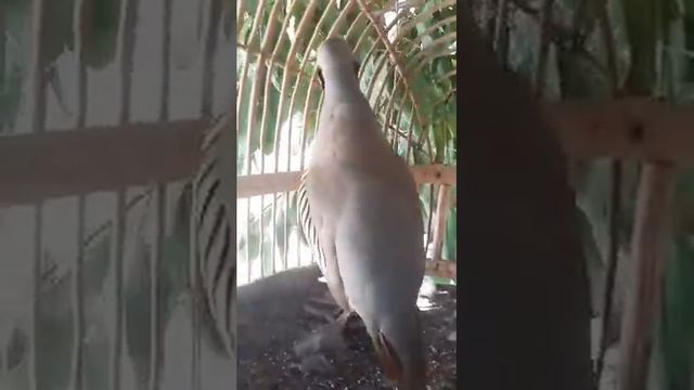 Хониши кабг смотреть онлайн