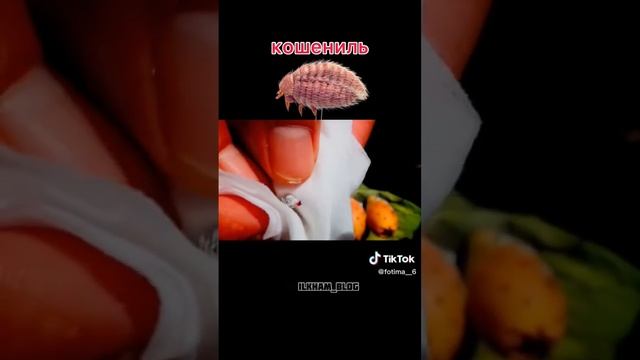 Кросител Кармин Е120 Harram❌🙅🏻♀️❌