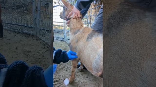 Goat Subcutaneous Injection смотреть онлайн