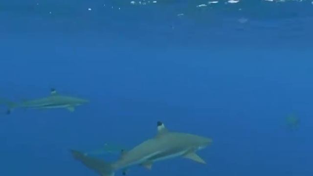 Sharks and Rays - Bora Bora смотреть онлайн