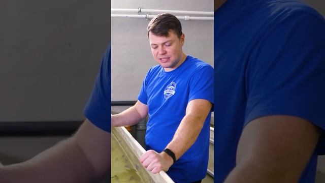 Темпы роста белуги за месяц смотреть онлайн