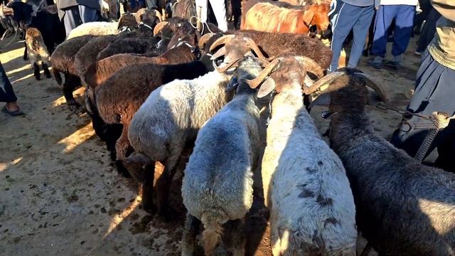 Карши Карвон мол бозори нархлари  4.08.2024