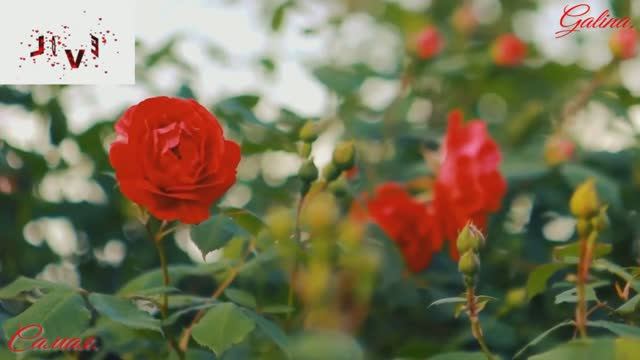 The Best Collection of Romantic Music-Самая&Galina смотреть онлайн