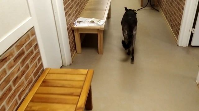 Груня через месяц после обперации - сложный перелом коленного сустава | Ветклиника "Добрый доктор" смотреть онлайн