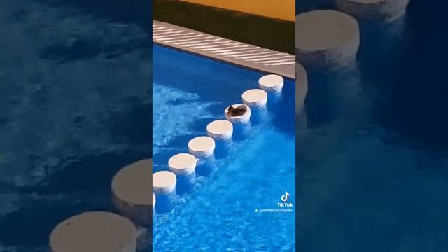 Кошкин бассейн-часть4. Сегодня релакс.#кошки #katze #reisen #relax #sweet #süß смотреть онлайн