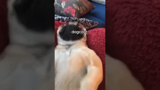 приколы с сабаками смотреть онлайн