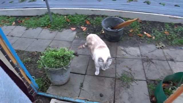 Жизнь в своем доме 🏡 Курочки не нашли гнезда - порастеряли яйца 😎Потеплело😊 смотреть онлайн