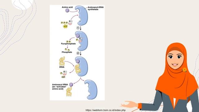 SINTESIS PROTEIN PADA SEL EUKARIOTA