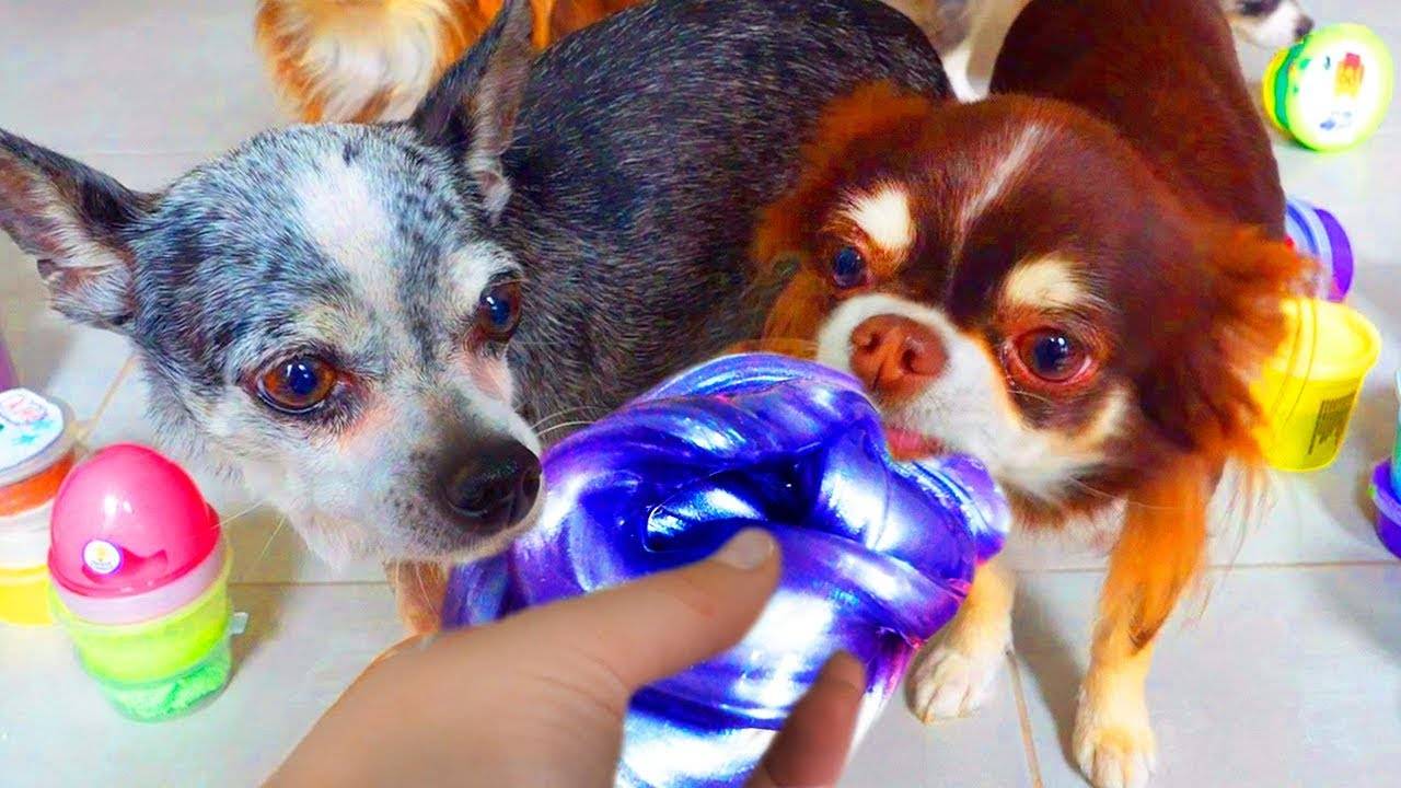 Питомцы vs слаймы! Распаковка 1000 лизунов, день 5 🐾✨ смотреть онлайн