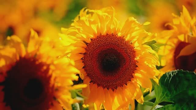 ERNESTO CORTAZAR-Romantic Piano Love Songs- Relaxing Music-Самая&Galina