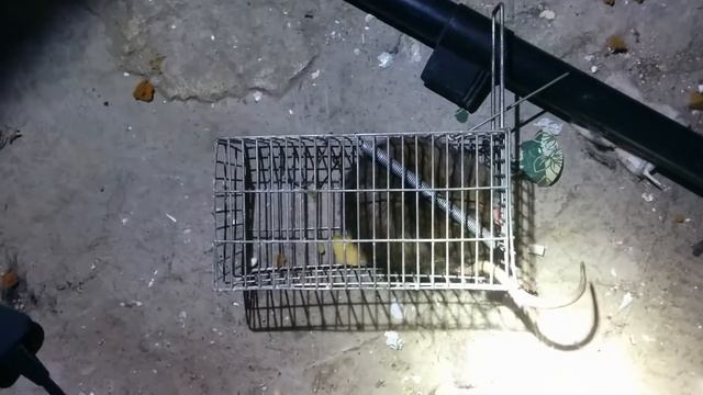 Крыса, дикая, свежепойманная! смотреть онлайн