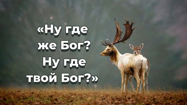 Как лань желает смотреть онлайн