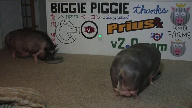 Biggie Piggie Vs Dunkin Donuts Blueberry Cake Donut v2.0.com смотреть онлайн