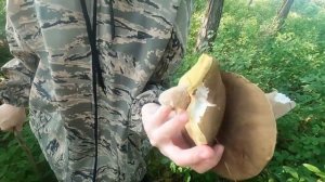 Вы не найдёте этот гриб у себя в лесу! Грибник пошёл на