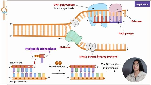 DNA Replication | Cell Biology смотреть онлайн