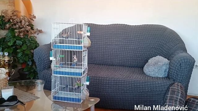 Priprema za parenje mladih štiglića, češljugara, grdelina, lokera carduelis balcanica смотреть онлайн