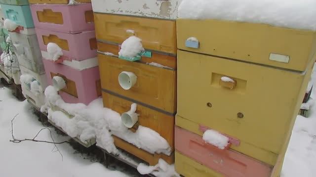15.12.2024 - зимовка на воле в Подмосковье пчел переведенных на ячейку 4,9 мм, семья и отводок смотреть онлайн