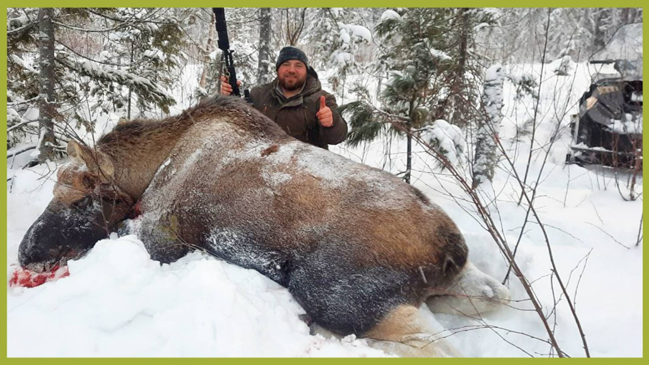 Огромный лось. Закрыл лицензию. смотреть онлайн