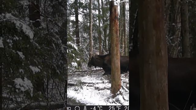 Фото ловушка. Солонец в лесу. #животные, #лопатиноонлайн, #жизньвдеревне