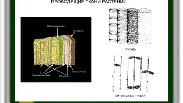 7 класс биология.Транспорт веществ. Ауесбек А. 7И смотреть онлайн