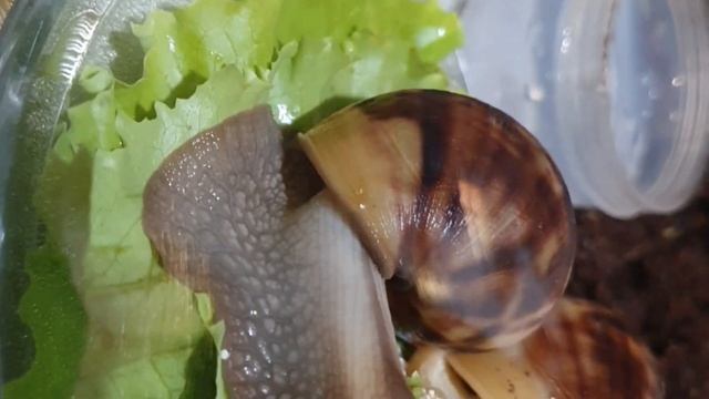 У Ларика и Моисея новоселье.