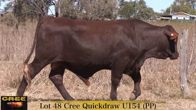 Lot 48 Cree Quickdraw U154 (PP) смотреть онлайн