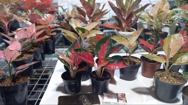 Sale Promo Jelang 12-12 смотреть онлайн