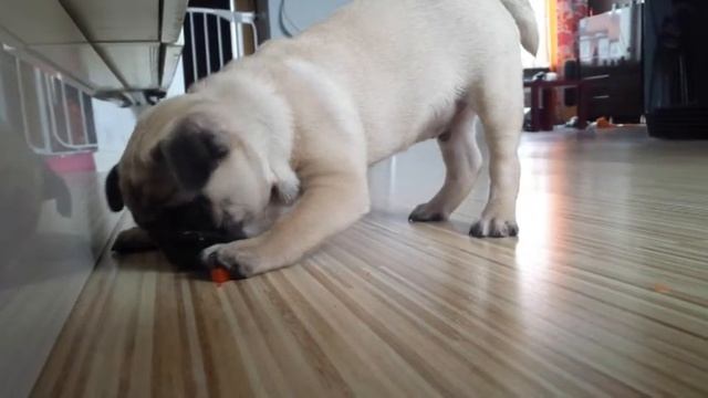 Baby pug tasting paprika/bellpepper смотреть онлайн