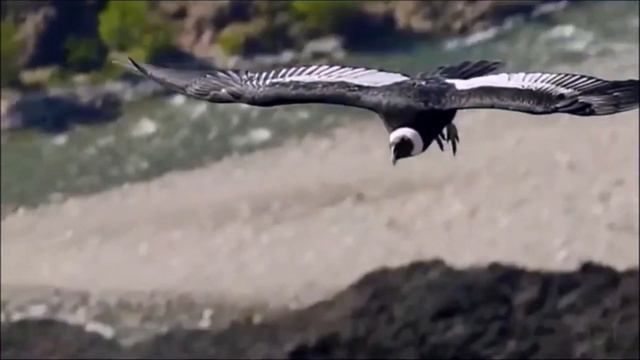 Тахир Ризепов "ELCONDOR" Теплоход 'М,ФРУНЗЕ' 2019г смотреть онлайн